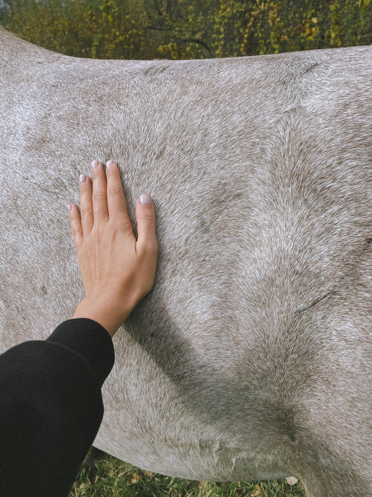 Hoe voorkom je koliek bij paarden met goede voeding