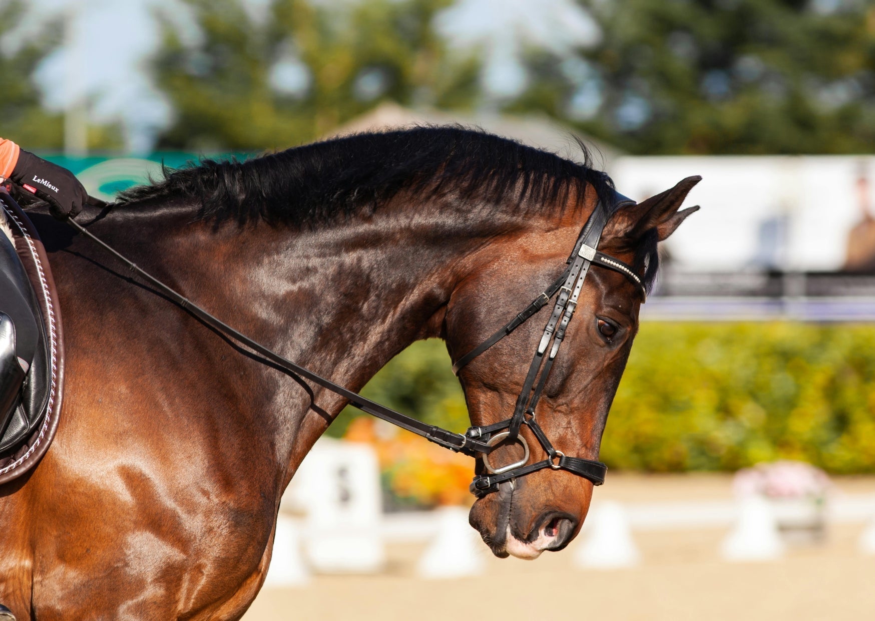 Hoe lang duurt het voordat een paard hersteld is na een training?