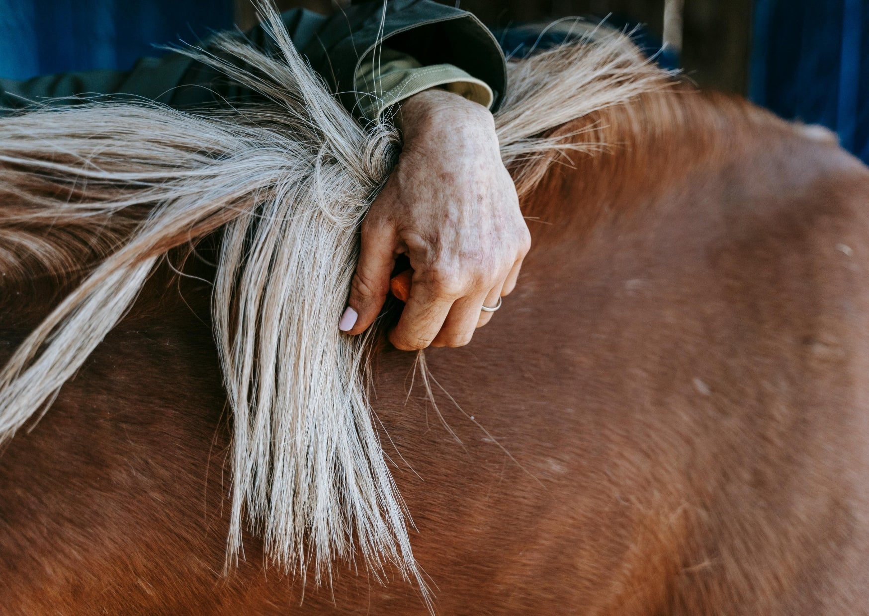 Help, mijn paard schuurt! Wat kun je doen tegen schuren bij paarden?