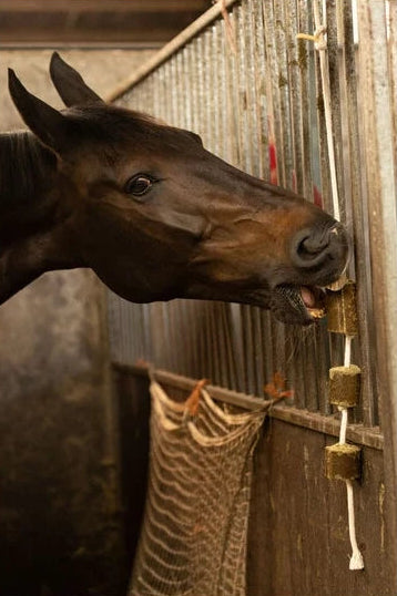 Lax Luzerne aan Speeltouw